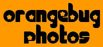 Orangebug Photos